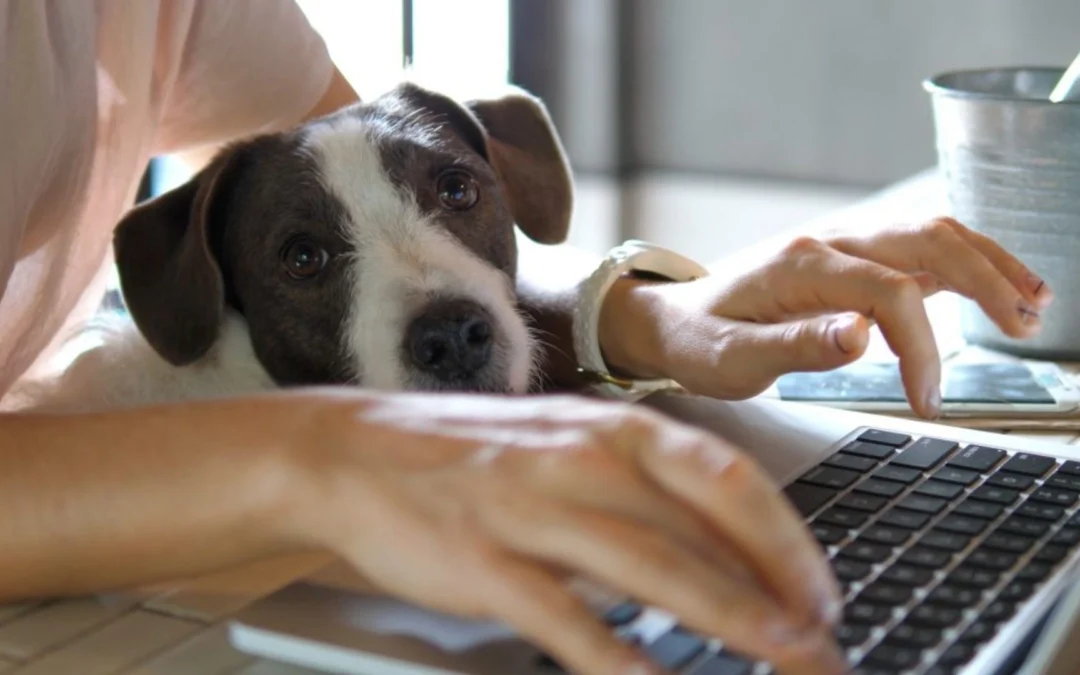 The Importance of Transitions