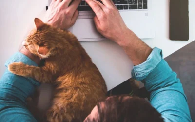 Person working from home with cat on their lap while using computer