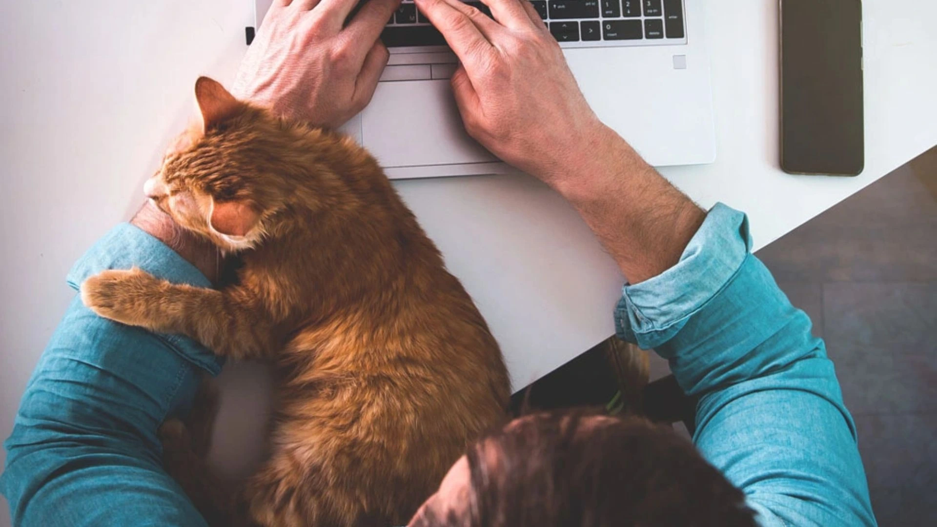 Person working from home with cat on their lap while using computer